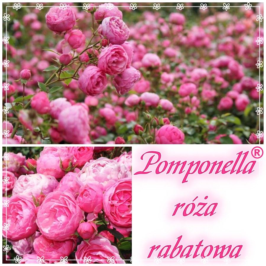 Pomponella róża rabatowa